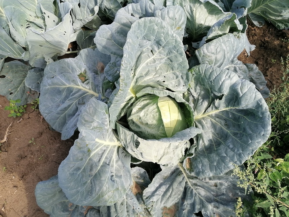 Legumicultorii români ar putea da lovitura? Coreea de Sud a rămas fără varză murată din cauza taifunurilor care au distrus culturile în această vară