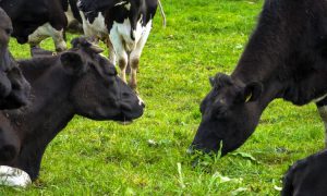 agricultura biodinamica, vitei