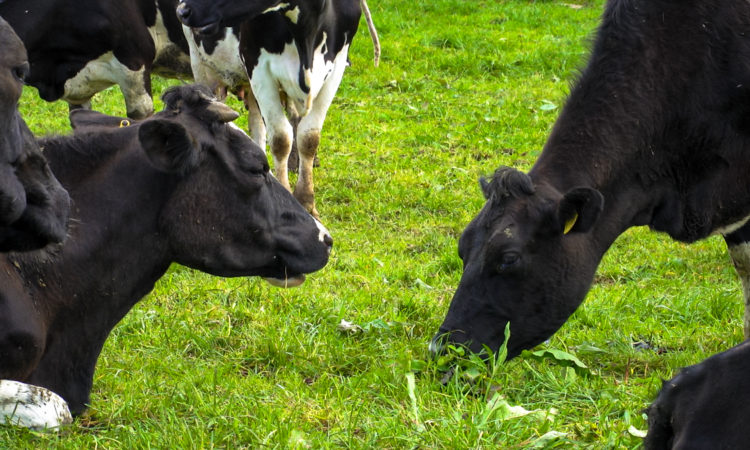 agricultura biodinamica, vitei