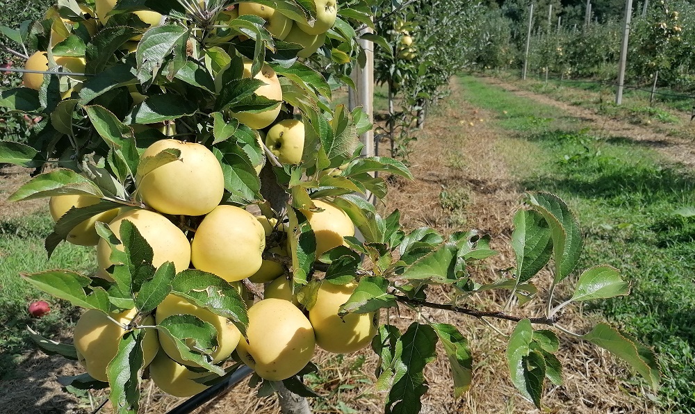 „Suma alocată României pentru perioada de tranziție 2021 - 2022 este de 2,15 miliarde euro și ar fi bine să fie cheltuită pentru depozitare, procesare şi asociere” - Mihai-Liviu Moraru, șeful AFIR