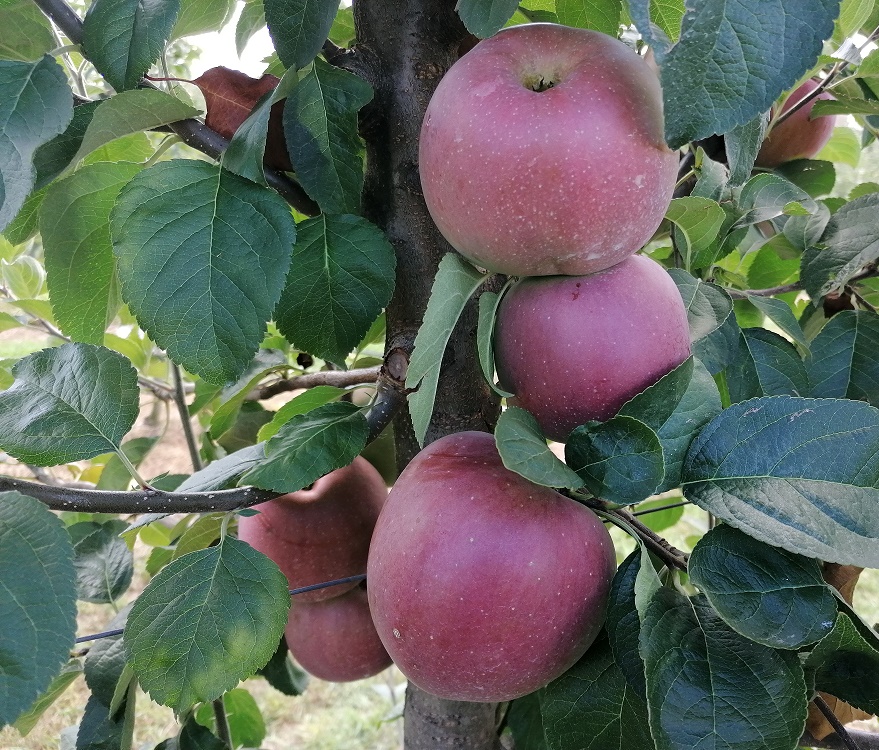 Mere de peste Prut: peste 12.000 de tone, cea mai mare cantitate importată până acum din Republica Moldova