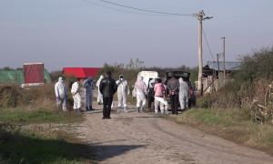 Crescătorie de porci clandestină, descoperită în județul Arad ca urmare a răspândirii pestei porcine africane; ce acuzații fac veterinarii arădeni