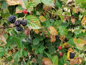 Unde sunt tinerii agricultori români? Singurul fermier adevărat dintr-o comună argeșeană este femeie și se apropie de vârsta de 70 de ani