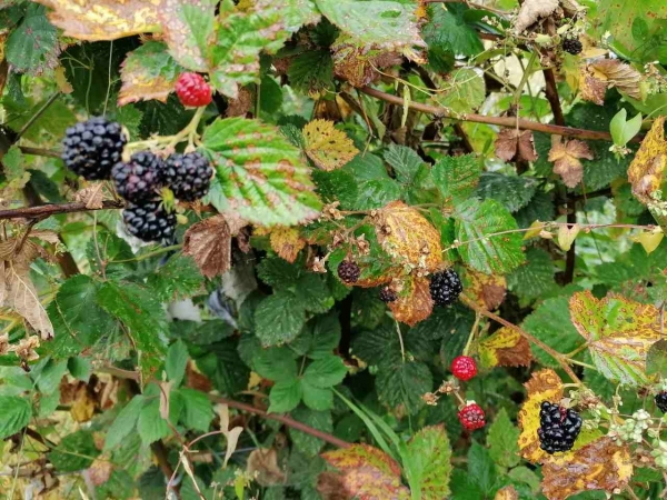 Unde sunt tinerii agricultori români? Singurul fermier adevărat dintr-o comună argeșeană este femeie și se apropie de vârsta de 70 de ani