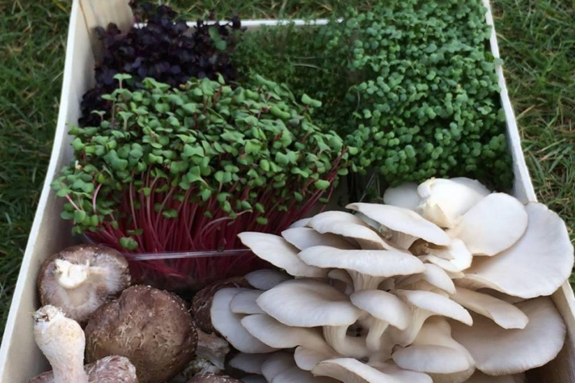 Ciupercărie sub străzile Parisului! Producătorul vinde recolta unor comercianți cu amănuntul, iar livrarea este făcută cu...bicicleta!