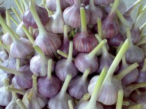 Chinezii sunt disperați să vândă pe piața europeană usturoiul care nu mai poate fi expediat în Rusia, la Sankt Petersburg, din cauza războiului și a sancțiunilor economice subsecvente