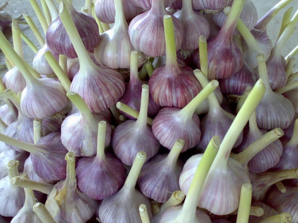 Chinezii sunt disperați să vândă pe piața europeană usturoiul care nu mai poate fi expediat în Rusia, la Sankt Petersburg, din cauza războiului și a sancțiunilor economice subsecvente