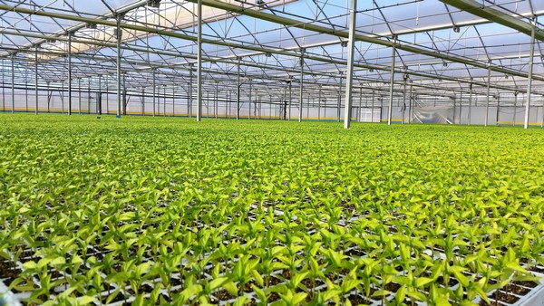 Creștere spectaculoasă în timpul pandemiei a vânzărilor de produse bio pe piața spaniolă; în România, sectorul rămâne încă slab dezvoltat