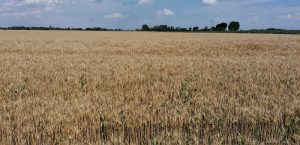 Export de grâu românesc ”cu piciorul pe accelerație”: peste 200.000 t vândute în săptămâna 2 - 9 aprilie 2023