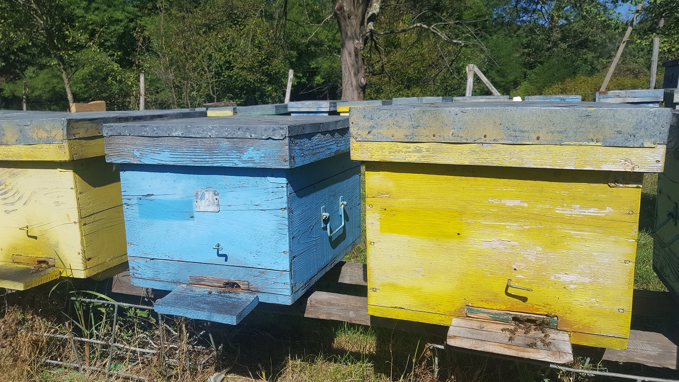 albinele nu pot iesi din stupi, din cauza vremii