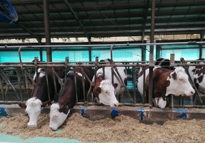 Să regretăm că am ajuns să bem lapte din import, fiindcă nu mai trăim, de 30 de ani, în dictatură? Câteva observații pe marginea unui articol al publicației maghiare Vilaggazdasag