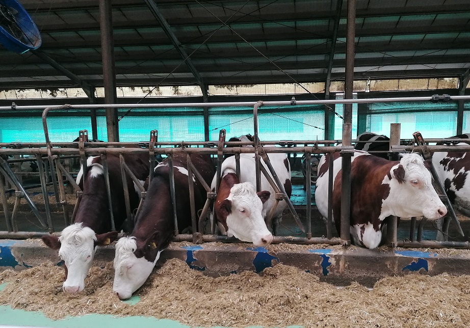 Să regretăm că am ajuns să bem lapte din import, fiindcă nu mai trăim, de 30 de ani, în dictatură? Câteva observații pe marginea unui articol al publicației maghiare Vilaggazdasag