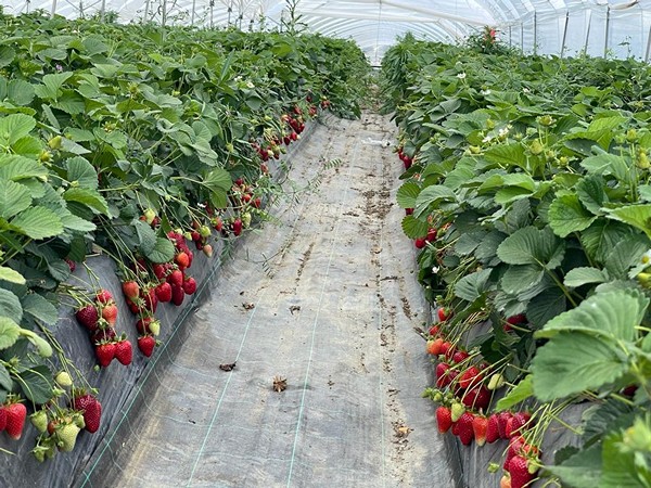 Disperare în Italia! Muncitorii români nu mai merg în ferme, fiindcă ar fi mai bine plătiți în țară, iar fermierii italieni nu mai au cu cine culege fructele și abandonează recolta