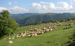 noua-politica-agricola-comuna-pac-propune-eliminarea-actualelor-conditionalitati-de-mediu-gaec