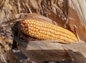 Comisia Europeană reintroduce contingentele tarifare pentru alimente din Ucraina.