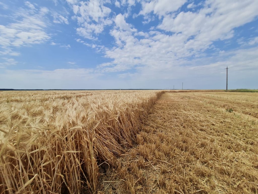 Spania, cel mai mare importator european al cerealelor din Ucraina; țara iberică are cel mai dezvoltat sector zootehnic din Uniunea Europeană și importă masiv cereale și din Brazilia