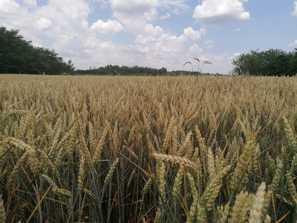 Exportul de grâu românesc pe piețele terțe a depășit 3.000.000 de tone