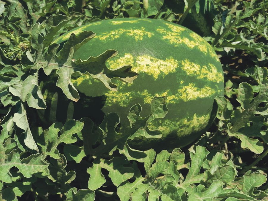 Recolta de pepeni din Romania a ajuns la cel mai scăzut nivel.