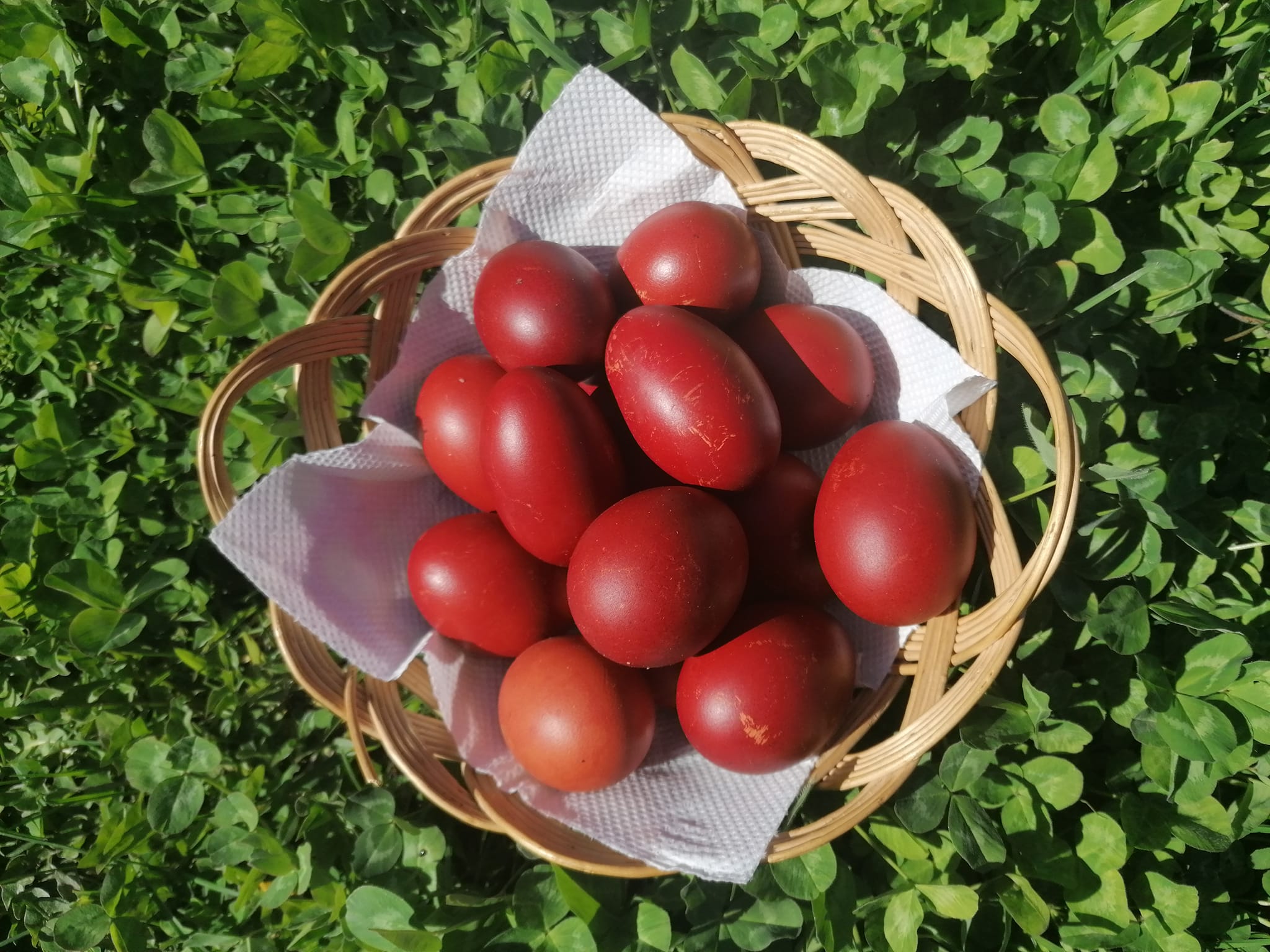 România ocupă locul 9 în Uniunea Europeană la efectivele de găini ouătoare, dar procentele de creștere în sistem free range și bio rămân foarte scăzute, în comparație cu țările din vestul și nordul continentului