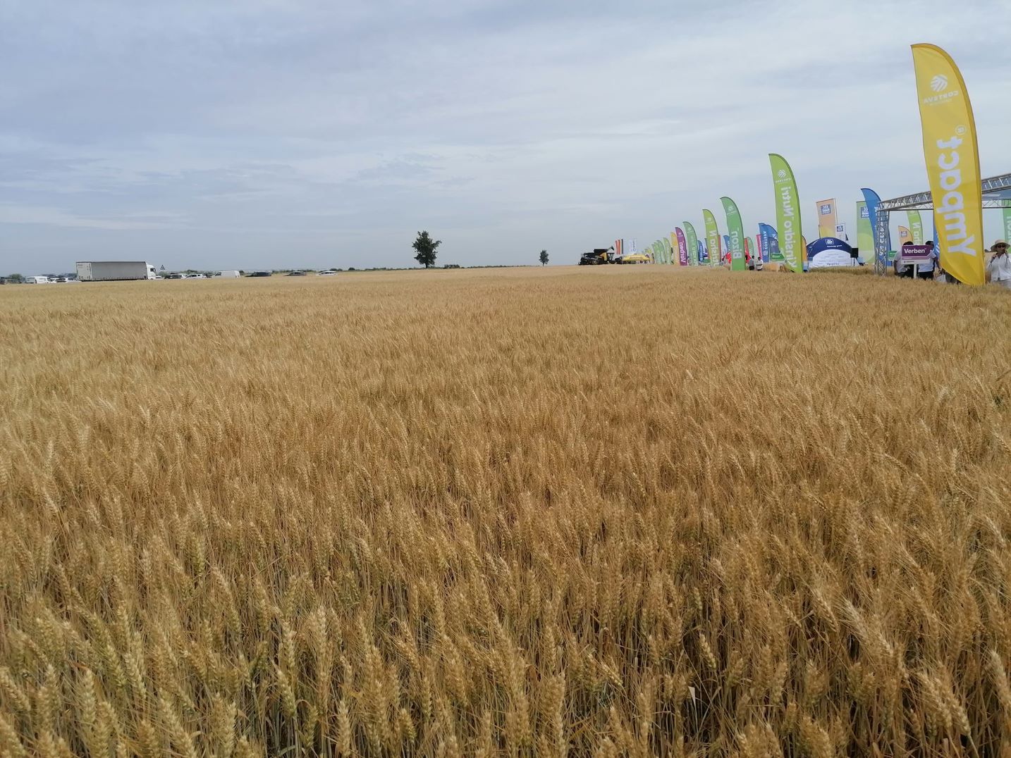 Importurile de cereale și semințe oleaginoase din Ucraina, supuse de două ori controlului sanitar veterinar