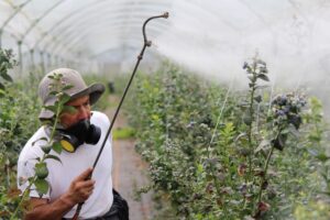 RAPORT REZIDUURI PESTICIDE, sector fructe 2022: strugurii de masă și pentru vin, caisele, piersicile, căpșunele și cireșele, cele mai multe probe contaminate
