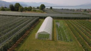 Efecte ale schimbărilor climatice: fermierii germani ar putea ajunge să cultive pepeni în loc de meri și peri?