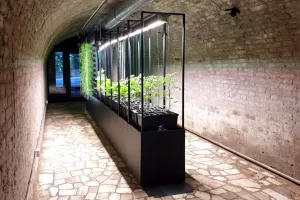 Grădina de zarzavaturi din catacombă