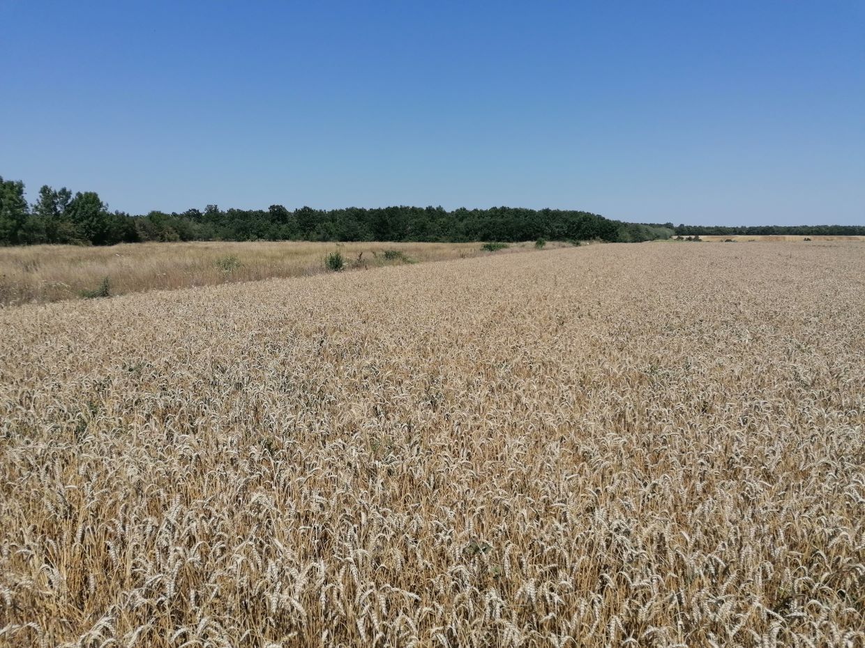 Ministrul Agriculturii are dreptate când spune că România nu a importat 1 milion de tone de grâu din Ucraina, în ultimele luni; ce mărfuri agricole au fost totuși importate