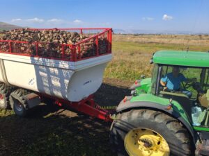 Fermierul Emil Turdean recoltează sfecla de zahăr: ”am obținut peste 85 de tone per hectar”; unde livrează producția?