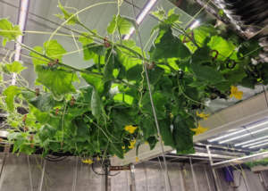 Vând castraveți la bulgari? Nu, la cehi! ”500 de kg pe săptămână”