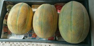 Numărul deceselor puse pe seama consumului de pepene galben pretăiat infectat cu Salmonella a crescut la 8, în Statele Unite și Canada