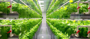 Horticultura în medii controlate și horticultura urbană, legiferate pentru prima oară în România; Ministerul Agriculturii va acorda fonduri nerambursabile pentru stimularea producției