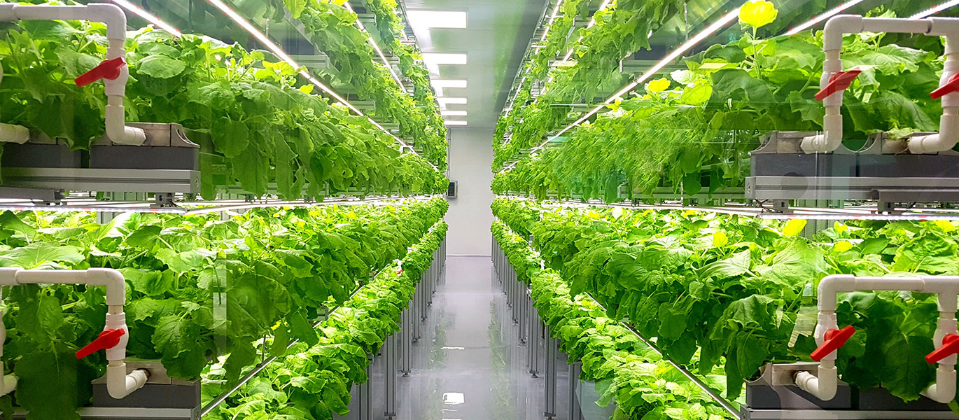 Horticultura în medii controlate și horticultura urbană, legiferate pentru prima oară în România; Ministerul Agriculturii va acorda fonduri nerambursabile pentru stimularea producției