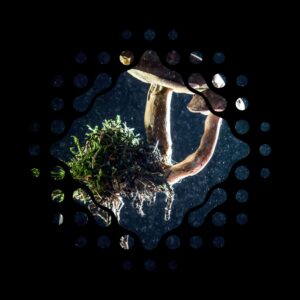 CIUPERCILE VIITORULUI: o firmă germană, finanțată cu cea mai mare sumă acordată vreodată în Europa pentru cercetare și producție în domeniu