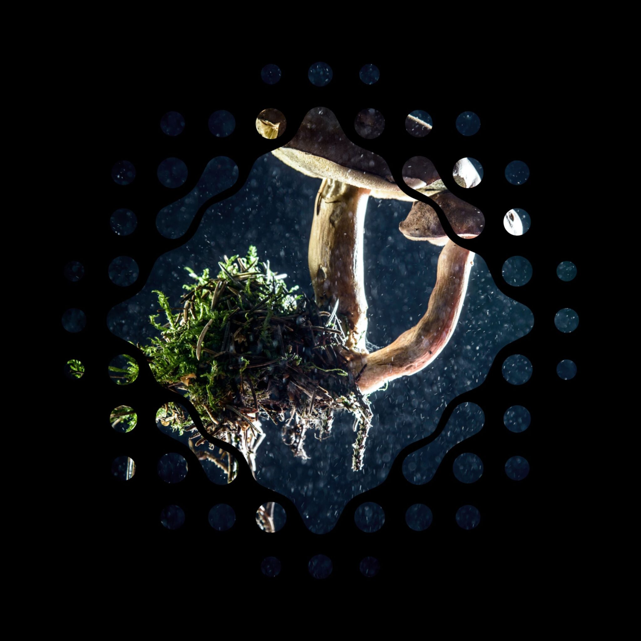 CIUPERCILE VIITORULUI: o firmă germană, finanțată cu cea mai mare sumă acordată vreodată în Europa pentru cercetare și producție în domeniu