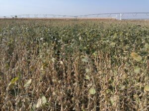 Câștiguri de peste 100.000.000 de dolari, pe an, din exportul de soia cultivată în România; soia cultivată în țară, mai scumpă decât soia din import modificată genetic