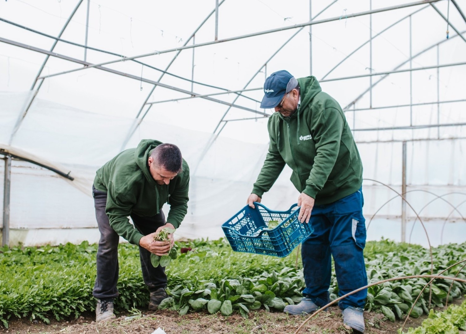 legume verzi, ferme, legume bio