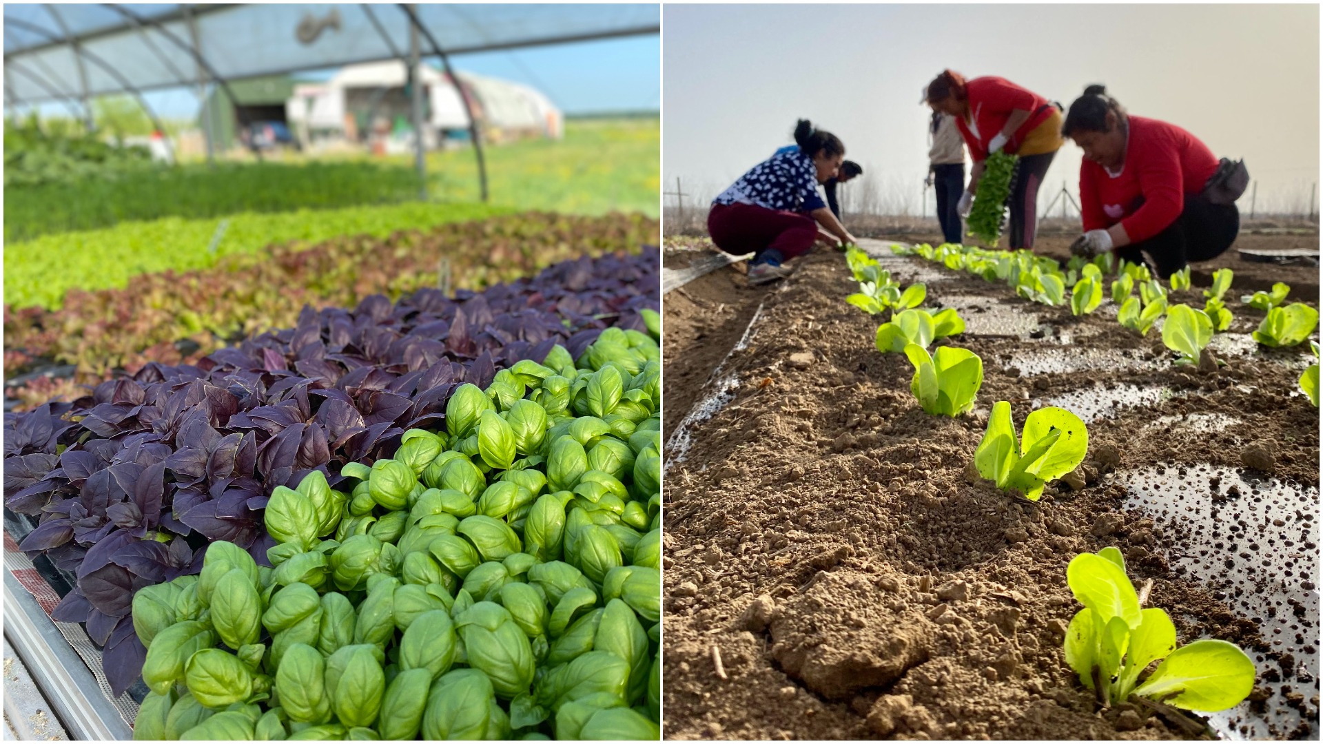 bio&co, ferme, legume bio