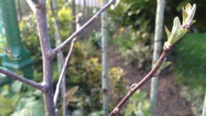 pomi fructiferi, livezi, fundaţia comunitara covasna, un copac pentru generatia viitoare