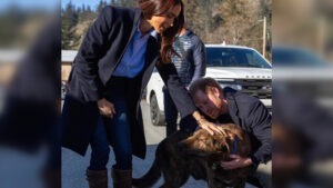 meghan markle, hrana pentru caini, aro