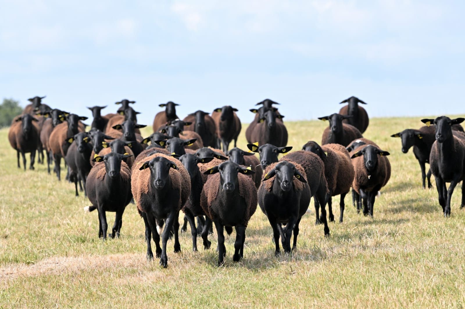 Paste catolic, oaie, carne de miel, religie