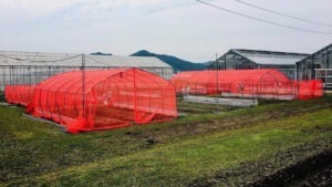 studiu, insecticide, insecte, plase rosii