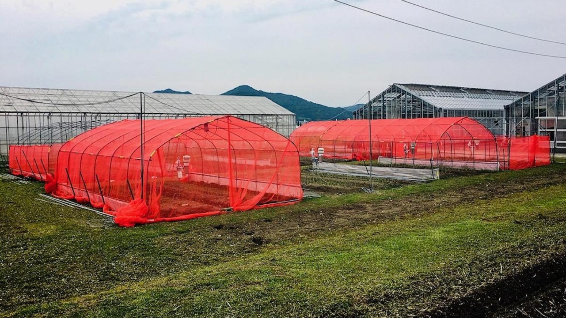 studiu, insecticide, insecte, plase rosii