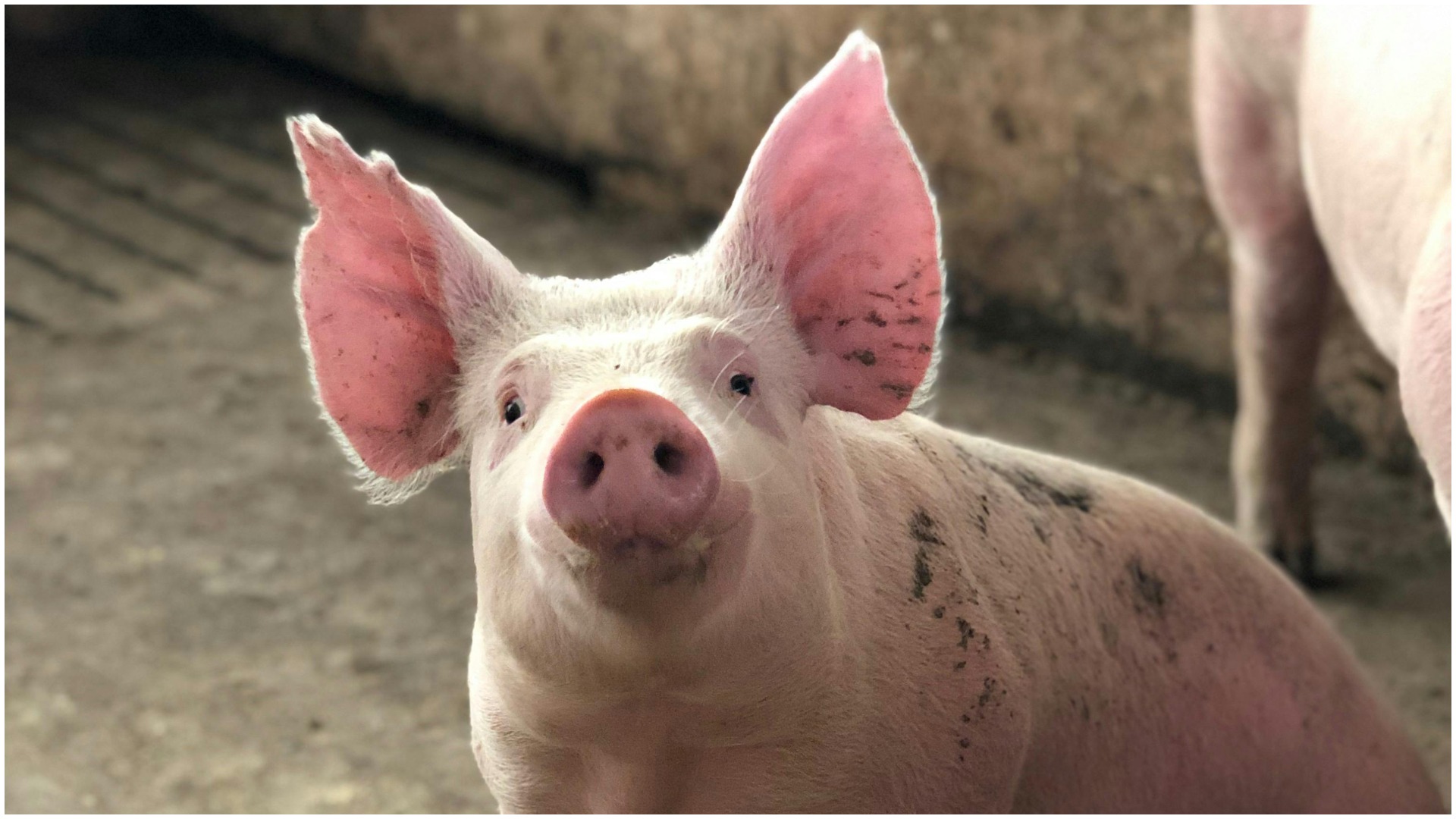 porc, China, dumping, Bruxelles