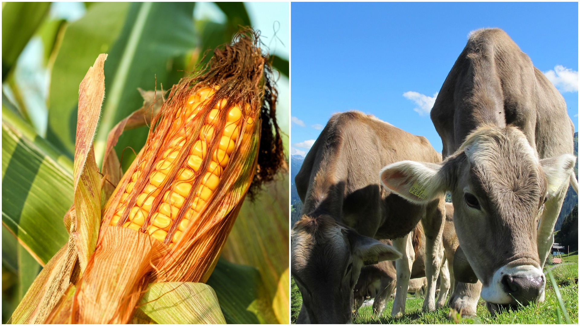 economie, lant trofic, cereale, romania