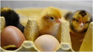 pui galbeni, avi-top, anpc, horia constantinescu