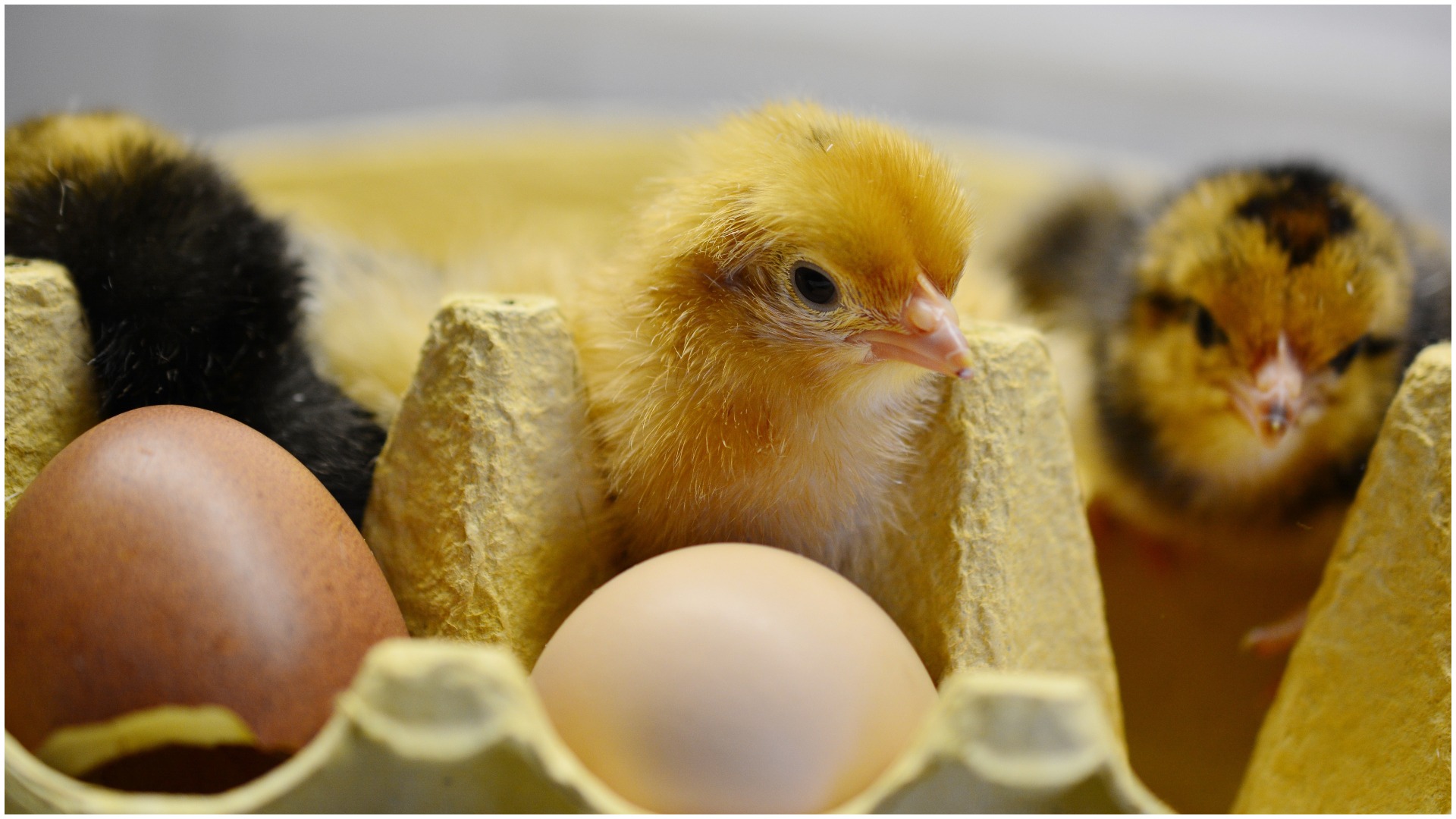 pui galbeni, avi-top, anpc, horia constantinescu