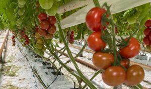 Ucraina, sere, legume, fermieri