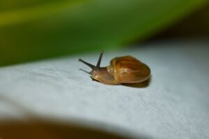 gradinari, limacsi, melci, ghid