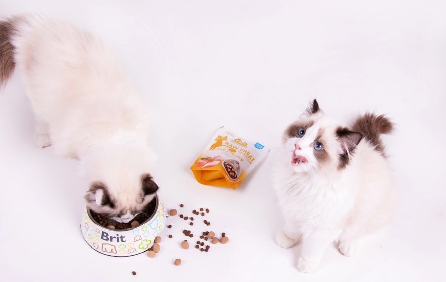 vafo, recompense pisici, brit care cat raw treats, pisici